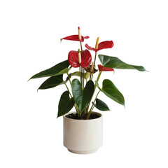 set Red plant in pot isolate on white background