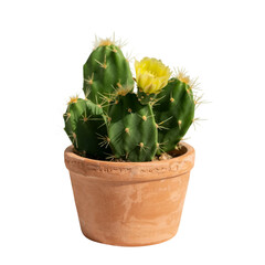 Pincushion Cactus in clay full pot isolated image on transparent or white background. A high resolution PNG image of Dead Plant in clay pot 