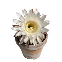 Pincushion Cactus in clay full pot isolated image on transparent or white background. A high resolution PNG image of Dead Plant in clay pot 