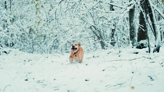 A beidge dog running happily on a swno in a forest in winter, slow motion
