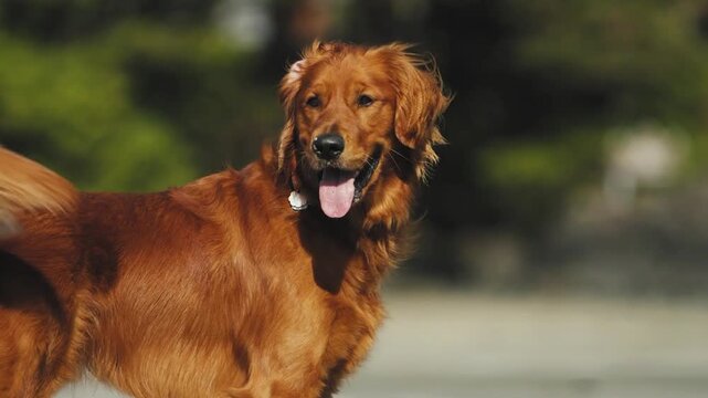 A brown golden retriver dog standing outdoors and looking around