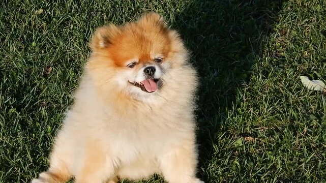Adorable pomeranian sitting on grass