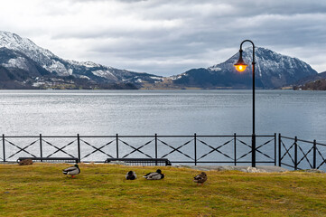 Ducks rest on a grassy area next to a calm lake. Snow-covered mountains rise in the background, with a streetlamp illuminating the scene under the overcast sky.