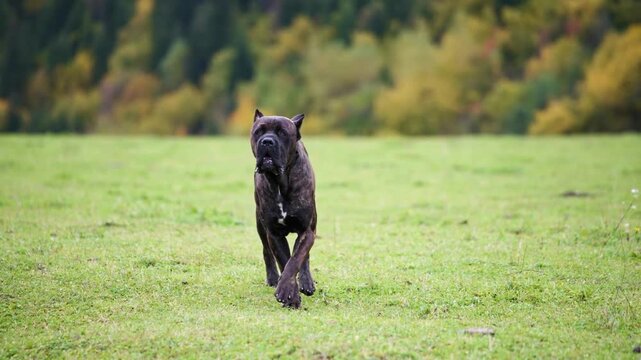 Cane corso dog walking on grass, slow motion