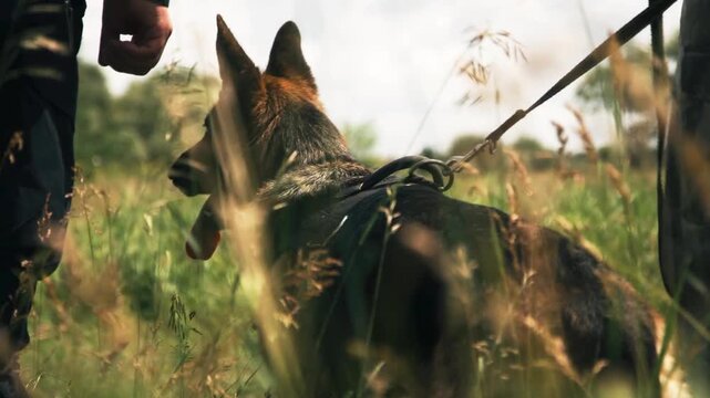 German Shepherd During Police Action, Slow Motion