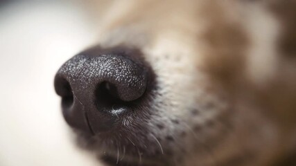Close up of dog nose
