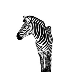 Striking black and white illustration of a zebra's head and upper body with distinctive stripes.