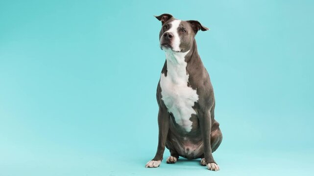 Amstaff sitting in studio
