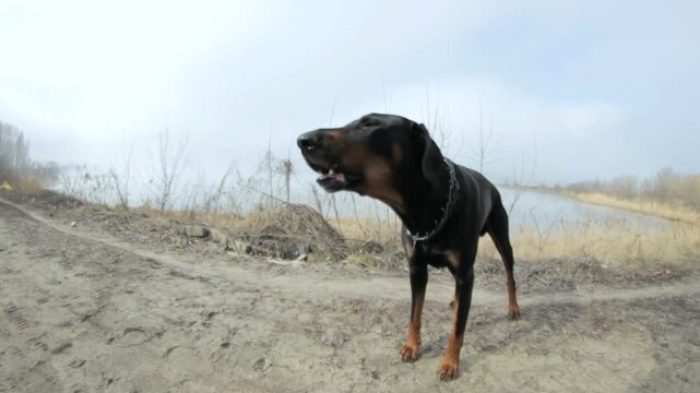 A Doberman barking outdoors