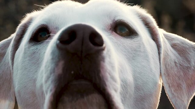 Close up of Dogo Argentino looking at camera