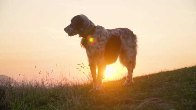 English Setter standing in field at sunset