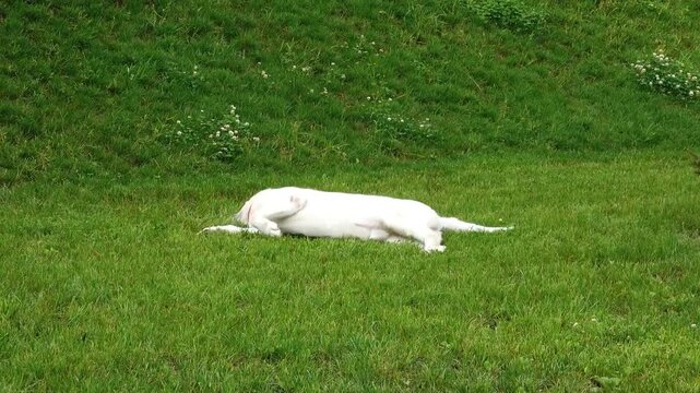 Labrador retriver playfully rolling on a grass in a park