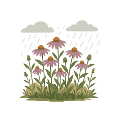 rainy coneflower field natural growth and seasonal landscape flat vector illustration style isolated on white background