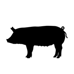 Black silhouette of a domestic pig standing on a white background, viewed from the side.