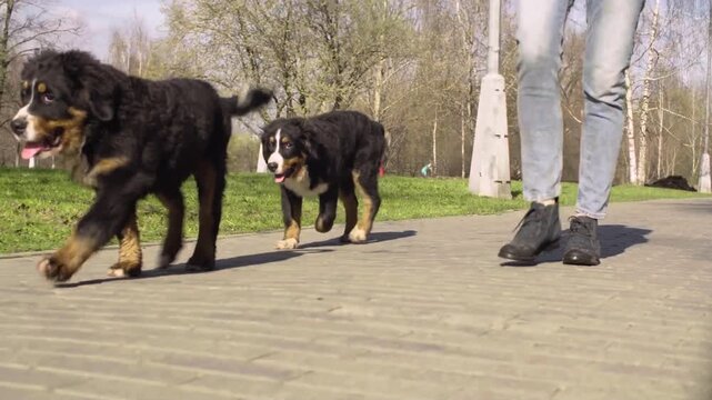 Two Bernese Mountain Puppies Walking With A Person In A Park