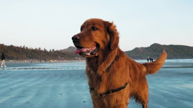 A brown Golden Retriver standing on a beach, slow motion