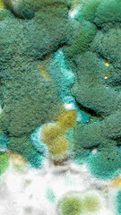 blue and white mold with an interesting pattern