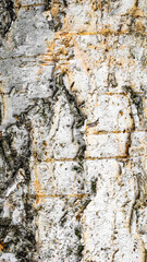 white birch bark with visible details. background