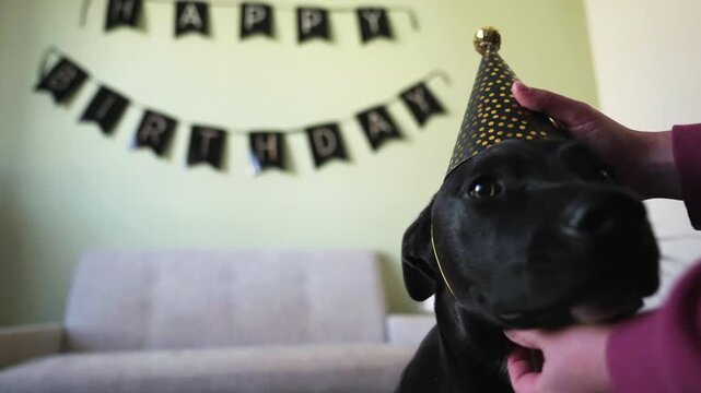A Person Puts A Party Hat Od A Dogs Head At Home