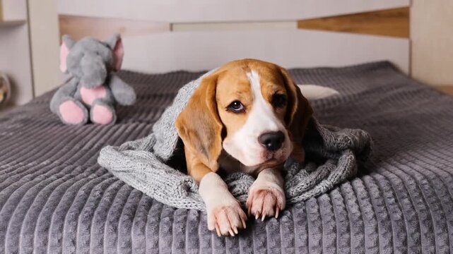 Sleepy beagle dog tucked in blanket lying on bed