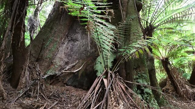 massive blue tier Kauri tree standing along a hiking path through the virgin rain forest of Tasmania.