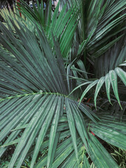Fototapeta premium Tropical palm leaf close up background
