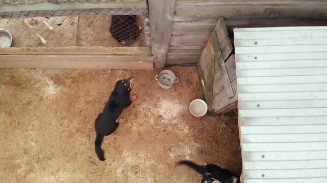 Various dogs in a shelter.