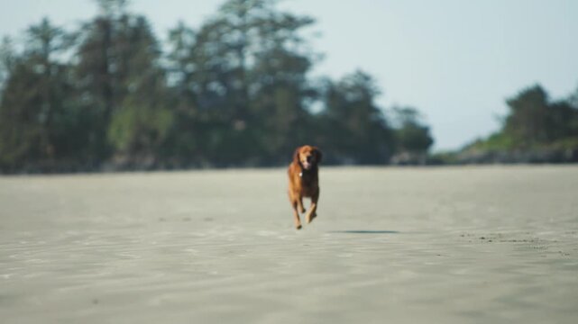 A Brown Golden Retriver Running On A Sandy Beach, Slow Motion.