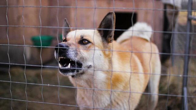 Angry dog standing behind a fence and barking