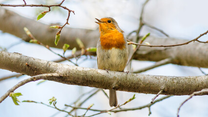 robin on a branch