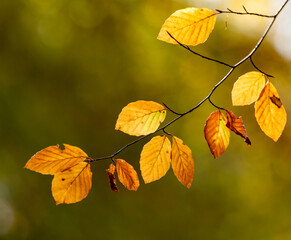 autumn leaves in the sun