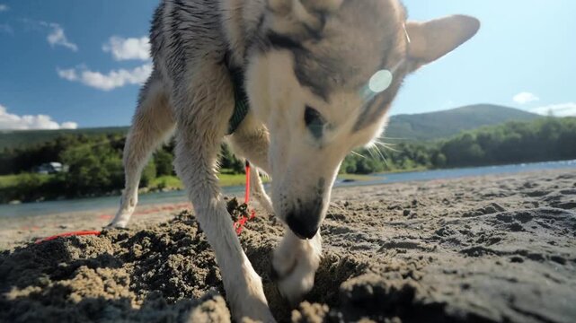 A Siberian Husky digging a hole in a sand, slow motion