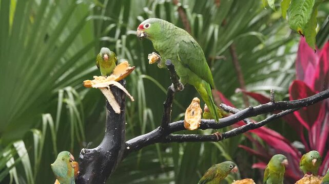 red-lored parrot at feeder, eating banana, close 106