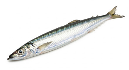 Fresh Pacific Saury Fish on White Background