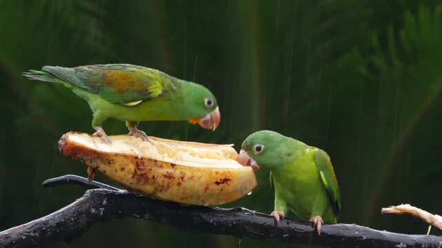 flock of orange-chinned parakeet at feeder, bickering, eating bananas, close 170