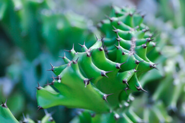 Euphorbia Lactea Cristata,  Euphorbia Lactea F Cristata or Euphorbia lactea or succulent