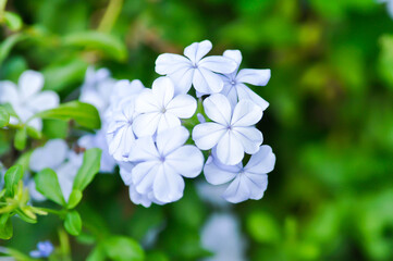 Cape leadwort, PLUMBAGINACEAE or Plumbago auriculata Lam or blue flower or purple flower