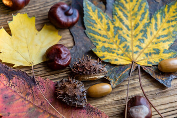 Warm autumn still life featuring yellow and red leaves, brown chestnuts, spiky seed shells, and acorns arranged on a rustic wooden surface.