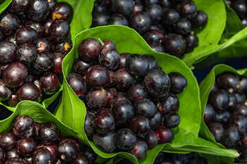 Fresh Jamun Java plum blackberry Syzygium cumini India