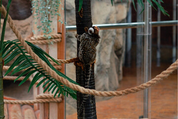 White-eared dwarf igrunka. Cute little monkey. ropes, horizontal