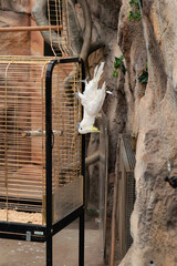 White cockatoo parrot upside down on a golden cage