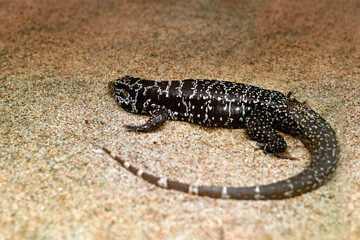 tag lizard monitor lizard on sea river sand
