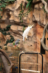 a parrot on a cage and perch. white and grey cockatoos. vertical