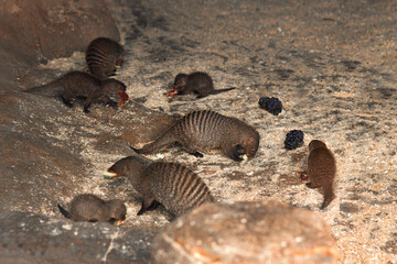 a flock of mongooses eating fruits. mongoose family with kids