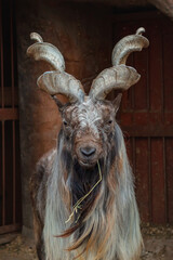 A beautiful brutal screw-horned goat with weed in his mouth. full-length