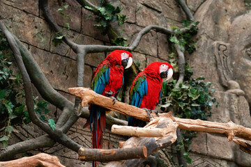 two large beautiful red macaw parrots sitting on a branch in the greenhouse
