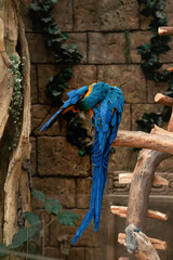 A beautiful blue macaw parrot sitting on a branch with its back to the camera in a beautiful greenhouse is cleaning its feathers. zoo.