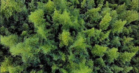 Aerial view of green bamboo forest forming a majestic landscape.