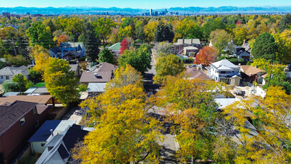 Colorful suburb Denver, Colorado fall color with honey locust trees in peak yellow over quiet...