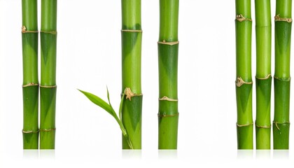 Green bamboo stalks with segmented nodes and emerging shoot on white background for editorial botanical photography natural design and poetic resilience-themed visuals